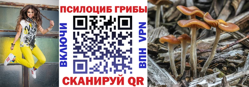 Купить где  Болгар  Псилоцибиновые грибы мицелий 